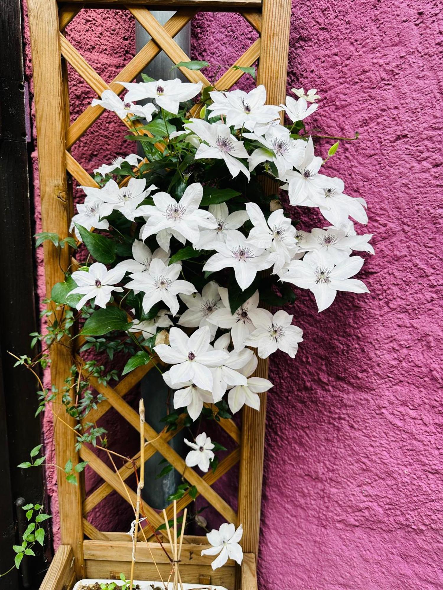 Auberge Le Meisenberg Châtenois Exterior foto